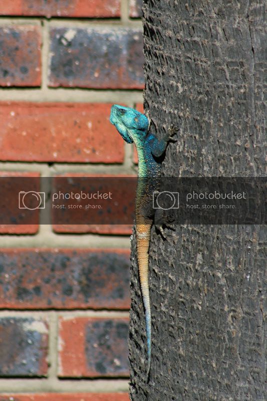 agama-009.jpg