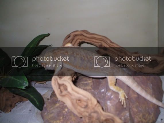 geckos014.jpg