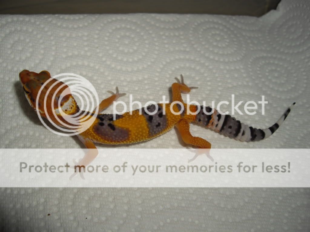 IMGP0409.jpg