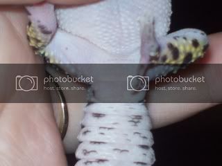 geckos035.jpg