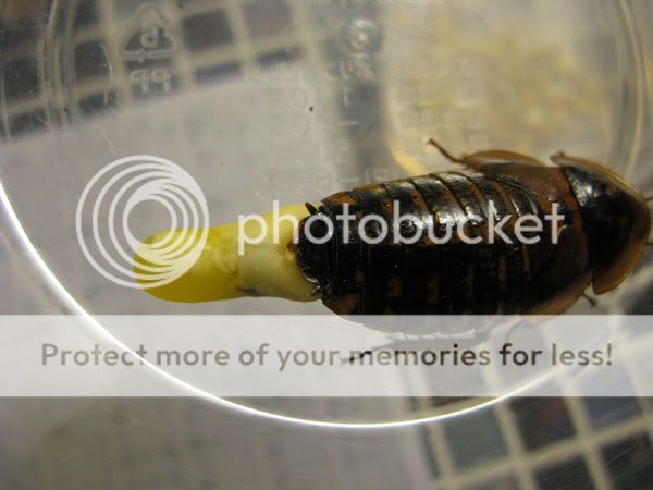 Roach0512_01.jpg