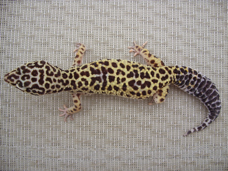 ziva_the_leopard_gecko_by_fuzzybuttbunny-d4edz1z.jpg