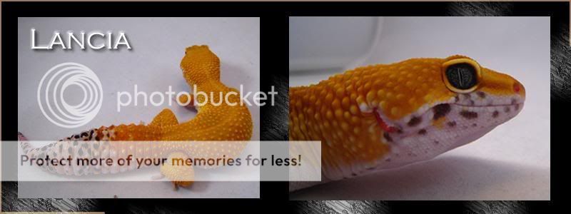 Lancia.jpg