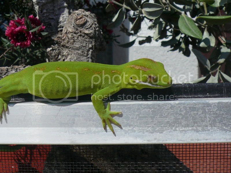 Geckos020.jpg