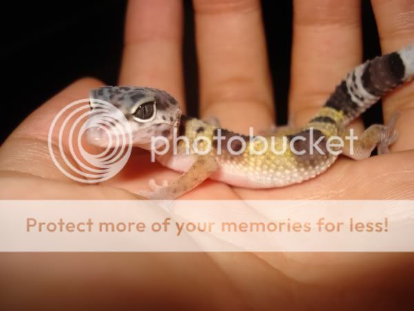 gecko075.jpg