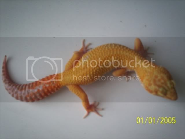 geckos007.jpg