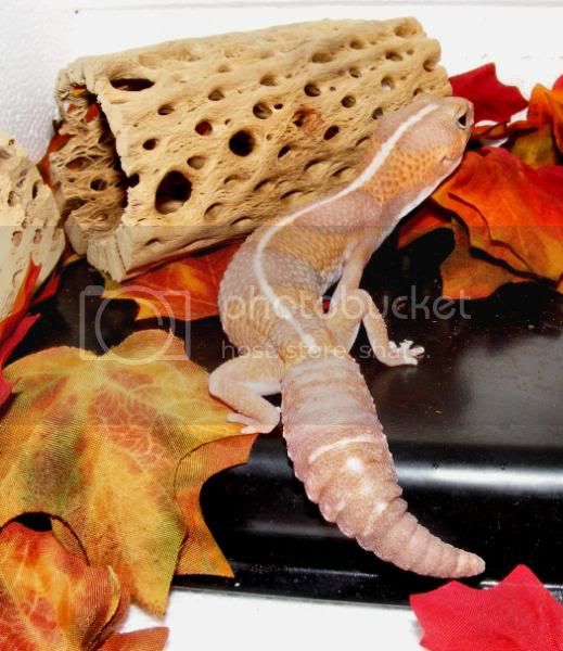 Maize18.jpg