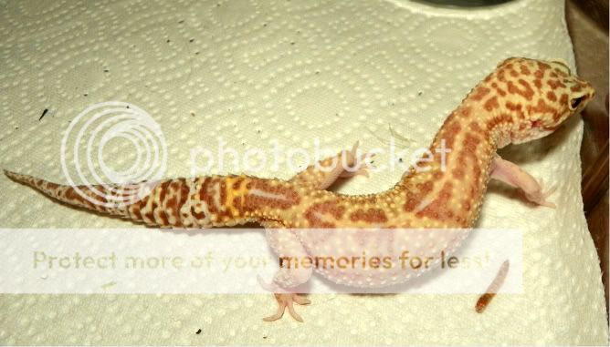 geckos008.jpg