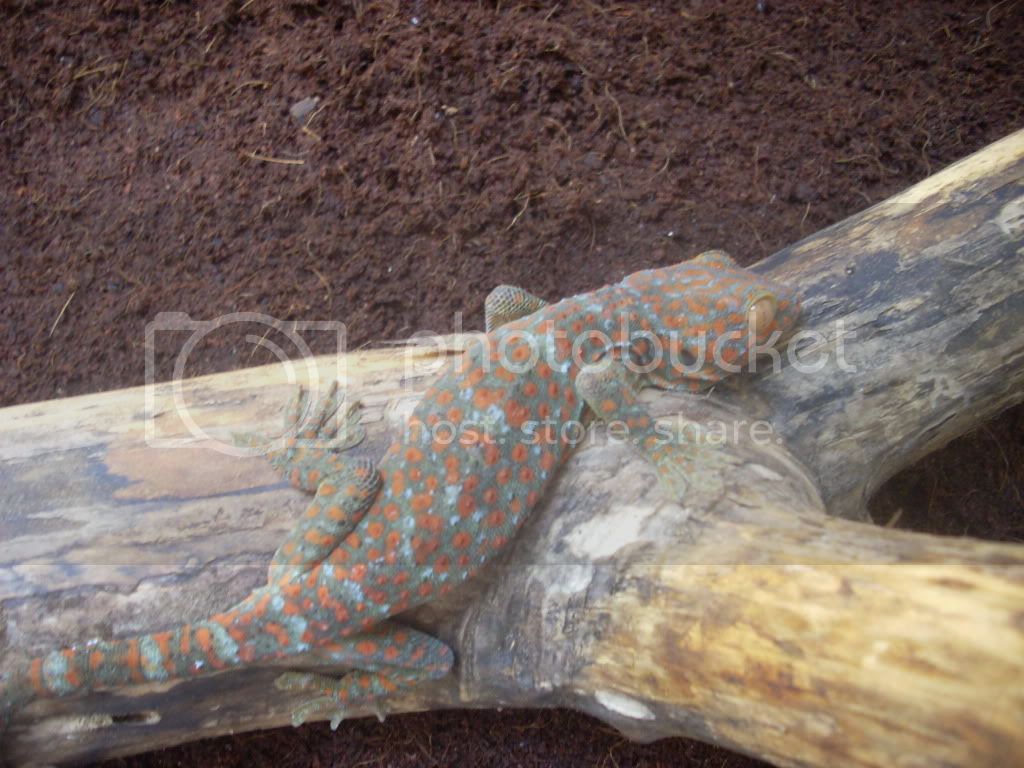 tokaygoodpics001.jpg