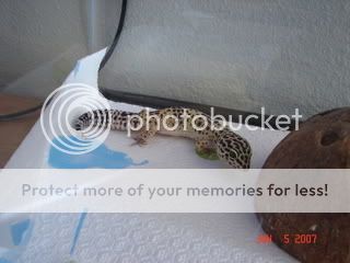 gecko3004.jpg