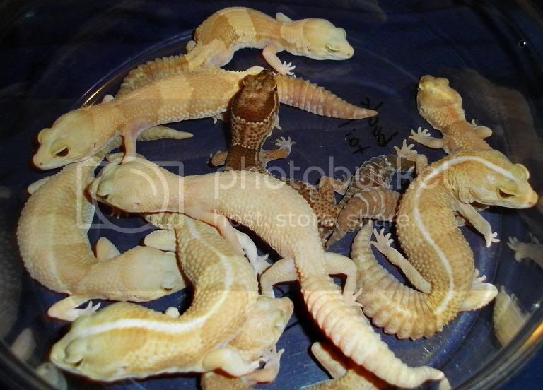 aftgroup.jpg