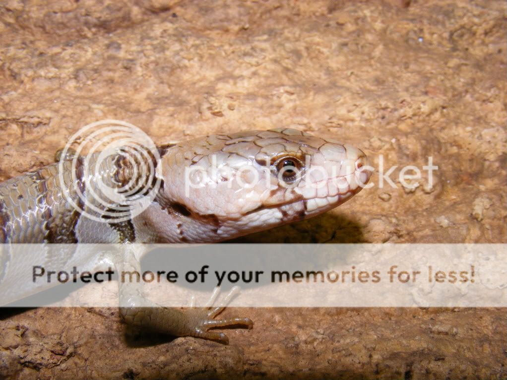 skink1.jpg