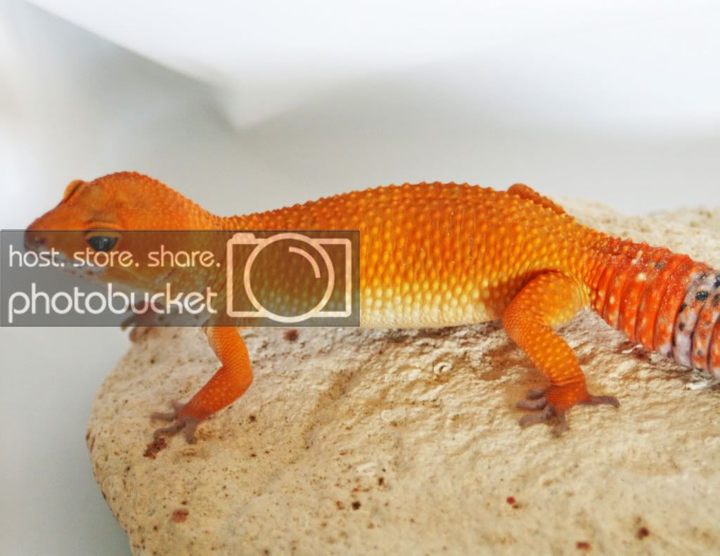 DekoGeckoNov.jpg