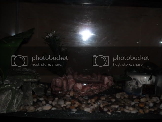 geckocage2.jpg