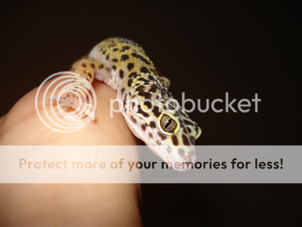 gecko981.jpg