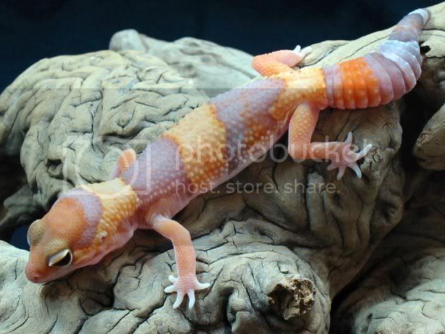 amelfattail640-02.jpg