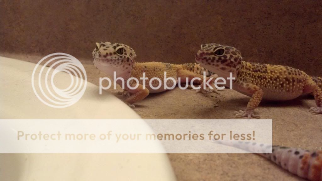 2012-12-01_16-54-10_783.jpg