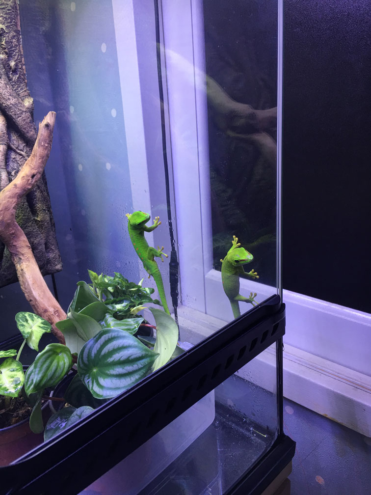 giant day gecko terrarium