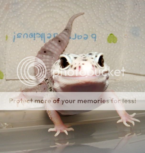 geckos022.jpg