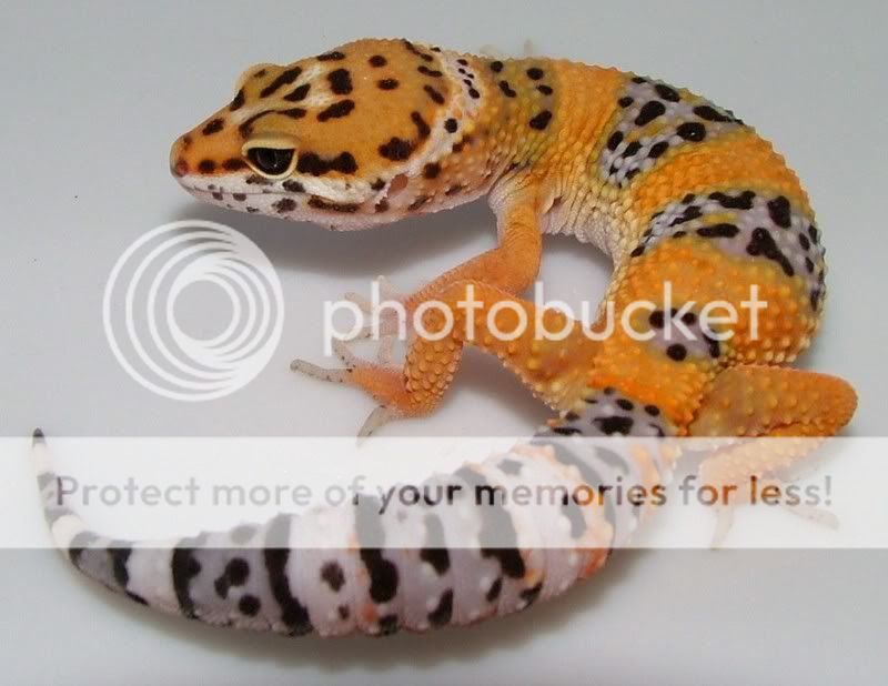 GeckoHatchlings07145.jpg