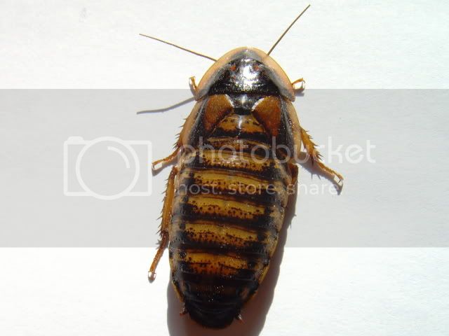 SNV38873.jpg