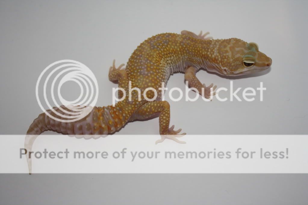 Geckos023.jpg