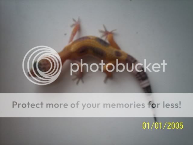 geckos008.jpg