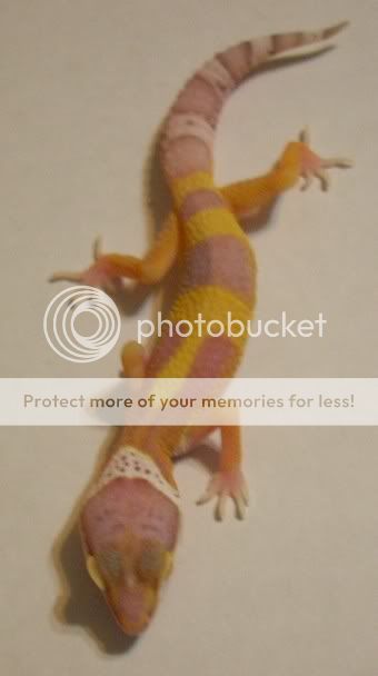 Picture341_renamed_8224.jpg