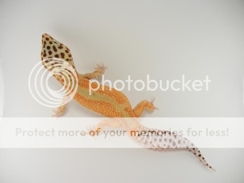 GeckosApril2011335.jpg