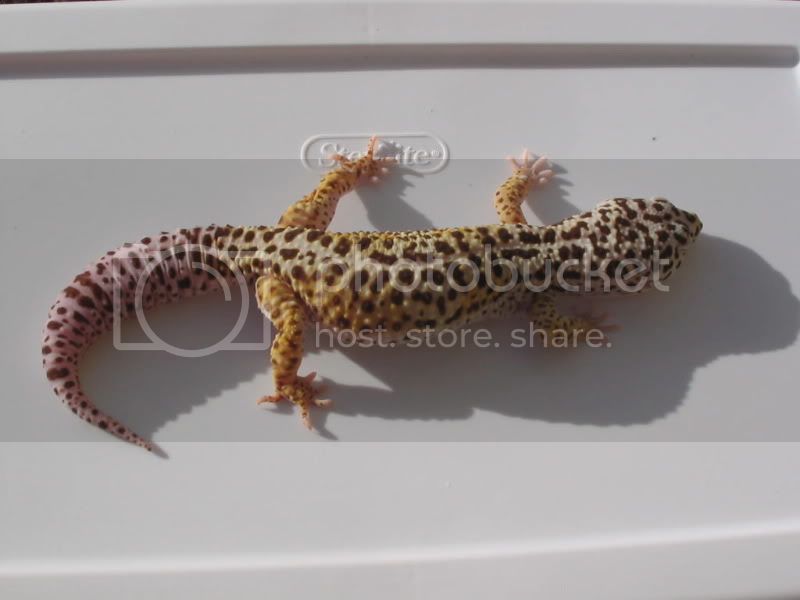 GeckosNov2009106.jpg