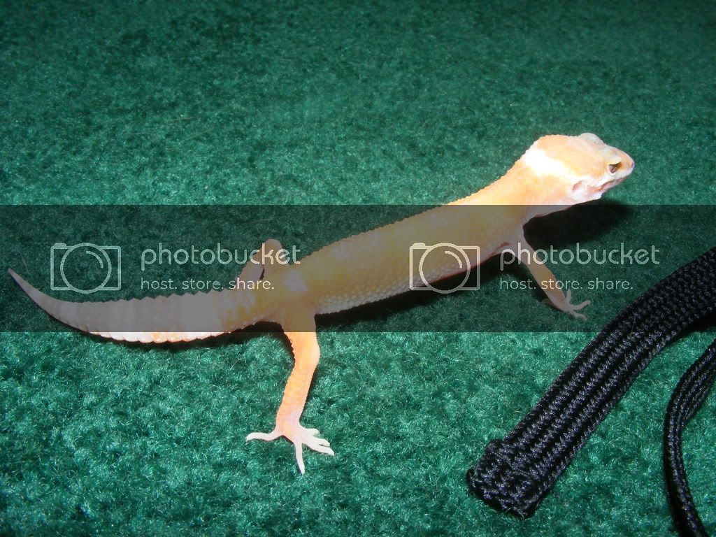 Geckos7-17-08017.jpg