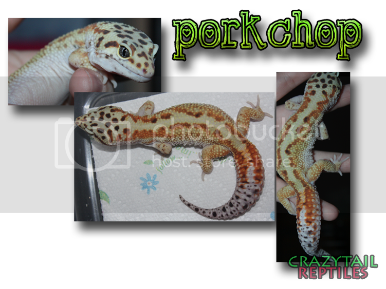porkchop-2.png