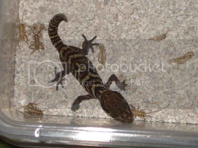 geckoniaenparoedura069.jpg