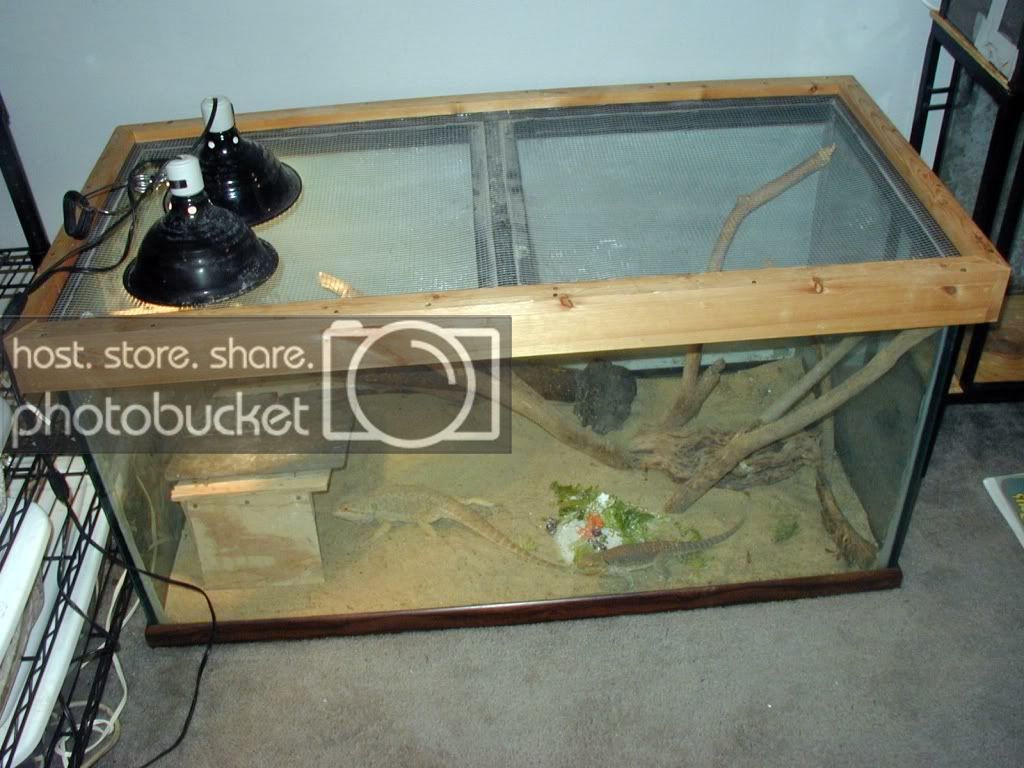 dragoncage1.jpg