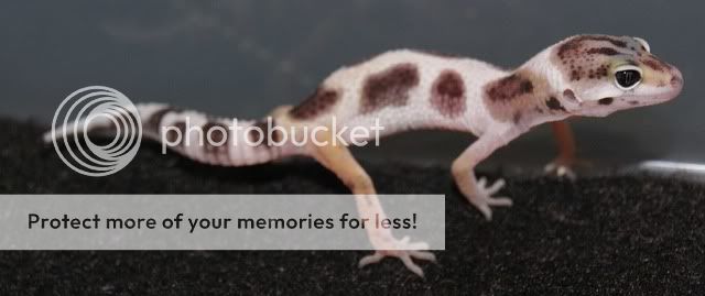 save4.jpg