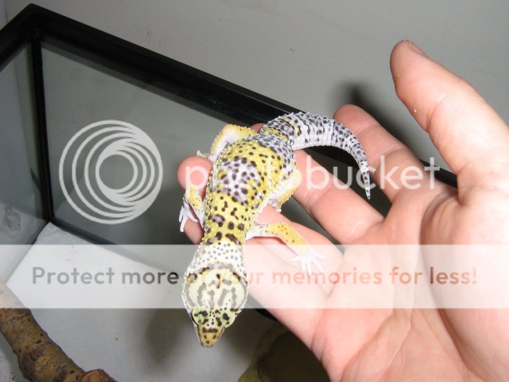 evenmoregeckos001.jpg