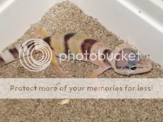 leospictaenbbaardjes08-06037.jpg
