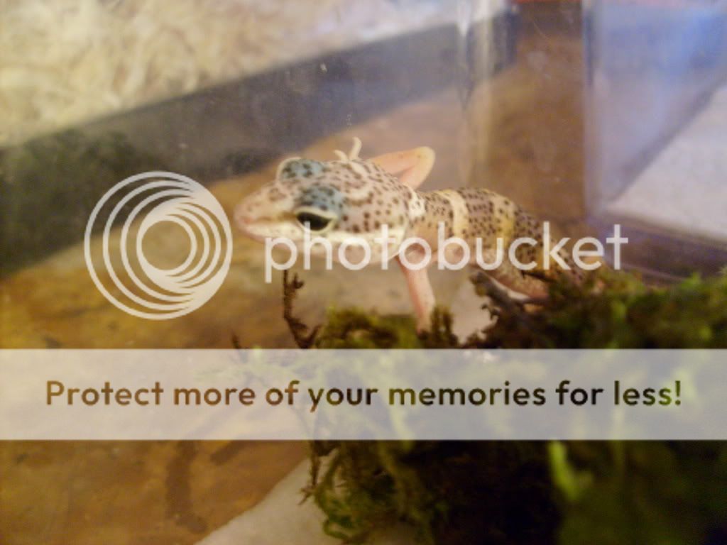 leopardgeckostorms006.jpg