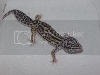gex017.jpg