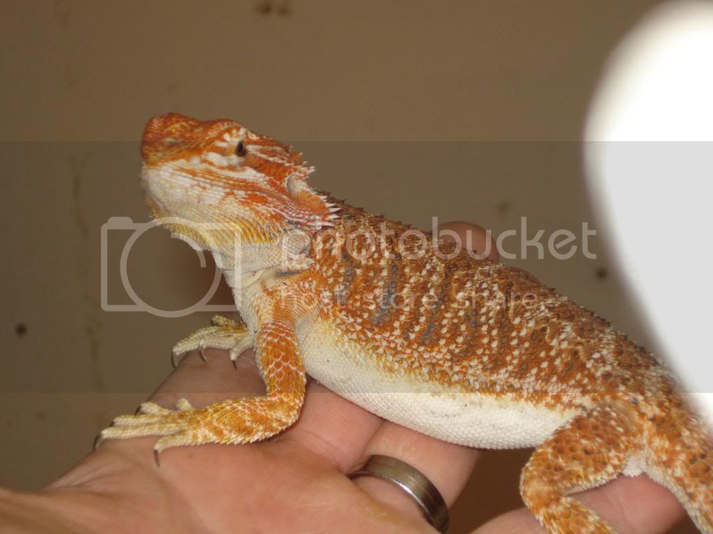 nieuwefoto-bak241.jpg