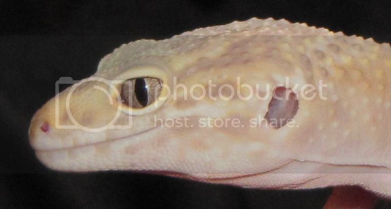 PineappleEye_zpse88f898d.jpg