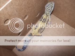 geckos2003.jpg