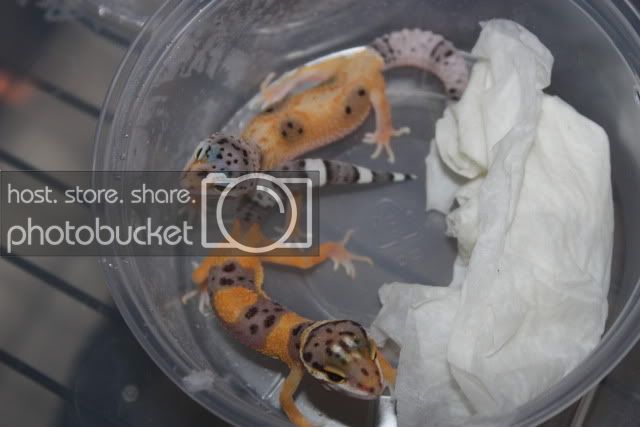 geckocup4.jpg