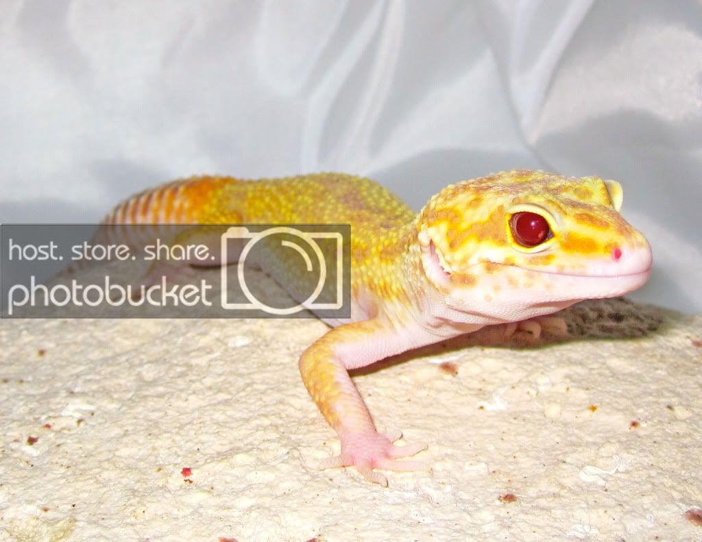 DekoGeckoOct.jpg