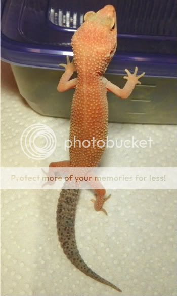 gecko003.jpg