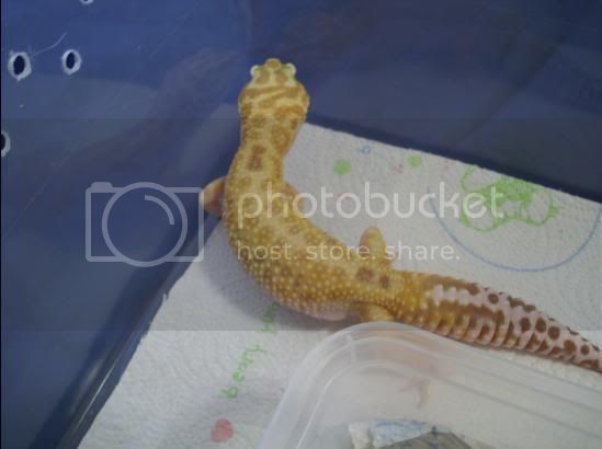 Leopardgeckos077-1.jpg