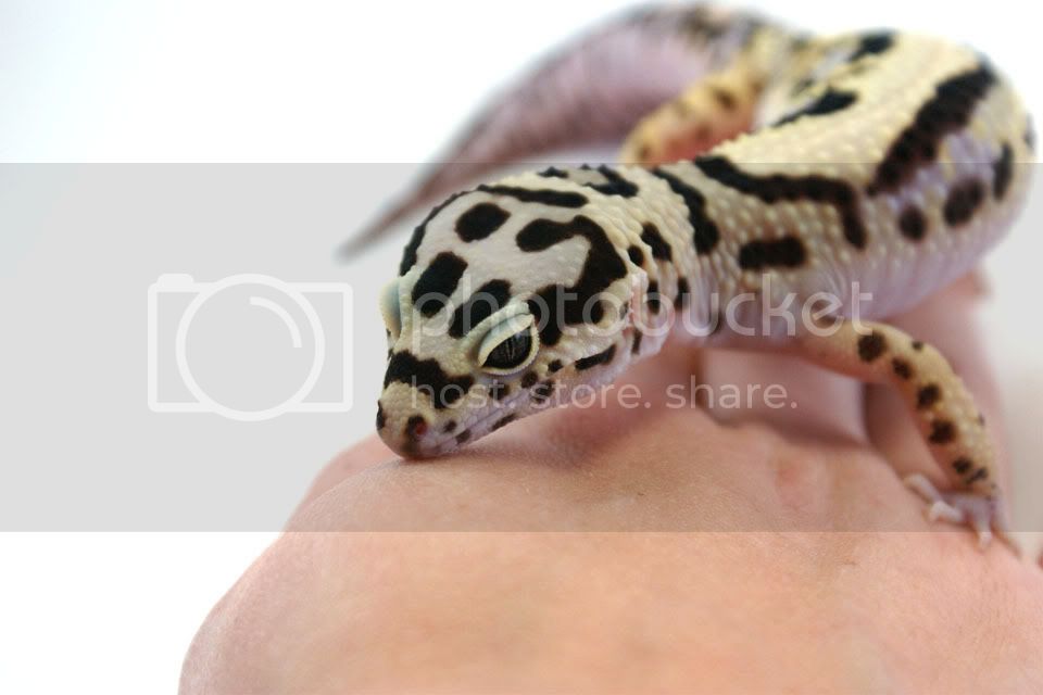 Bandita_hand1.jpg