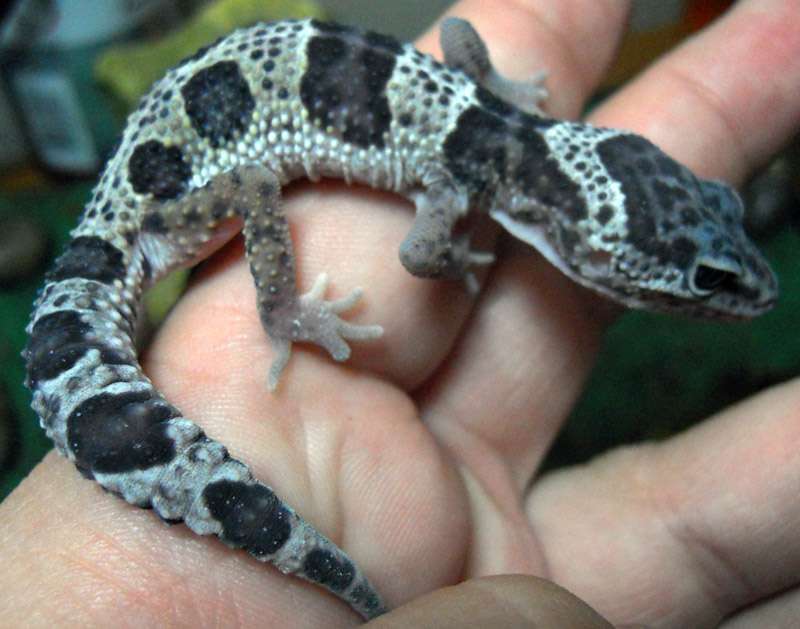 geckomorph1.jpg