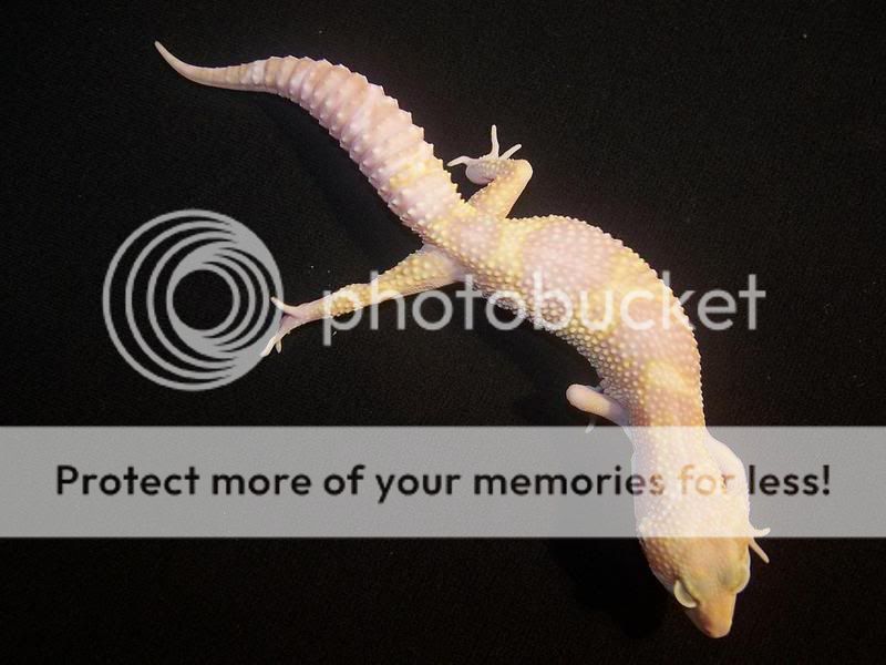 HembraC46MackSnowRAPTOR1.jpg