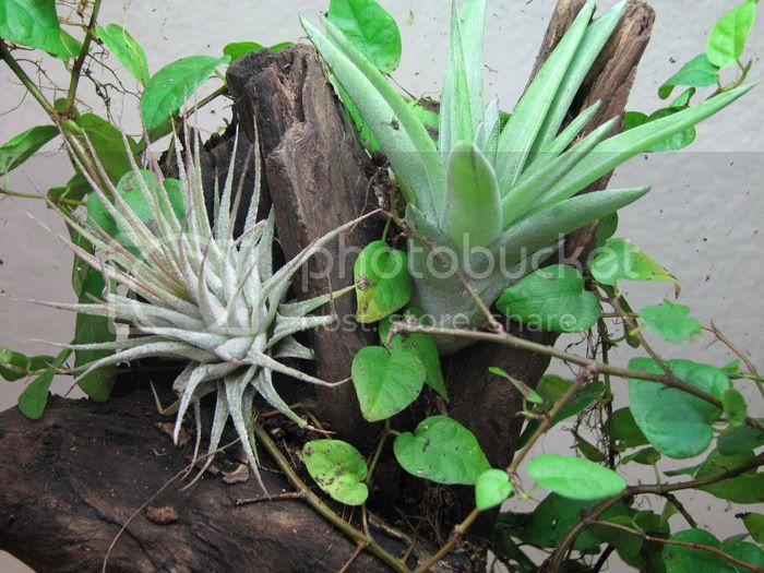 tillandsia.jpg